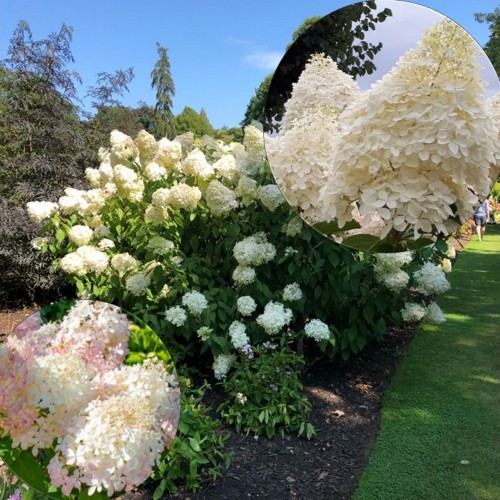 Hydrangea paniculata 'Phantom' - Aedhortensia 'Phantom' C2/2L